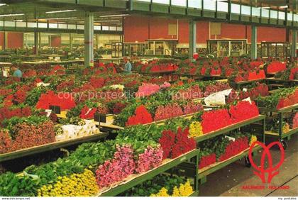 Aalsmeer Noord-Holland NL Blumenauktion VBA-Aalsmeer Schnittblumen Rosen Halle T