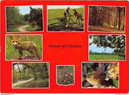 BG5473 fox renard bird oisseaux greoten uit renkum netherlands