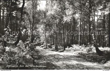 Dwingeloo Een der vele boslanen Waldpartie