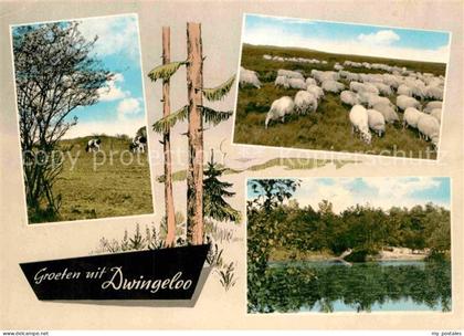 Dwingeloo Landschaftspanorama Schafherde