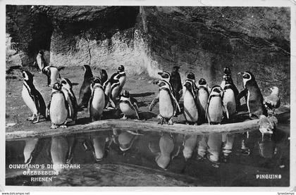 Netherlands 1939 Penguins Ouwehand's Dierenpark Grebbeberg Rhenen postcard