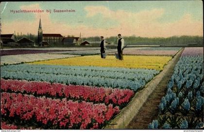 CPA Sassenheim Südholland, Hyacinthenvelden