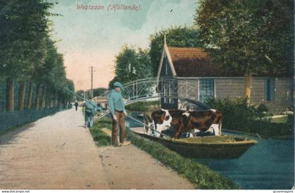 WESTZAAN  ( HOLLANDE)