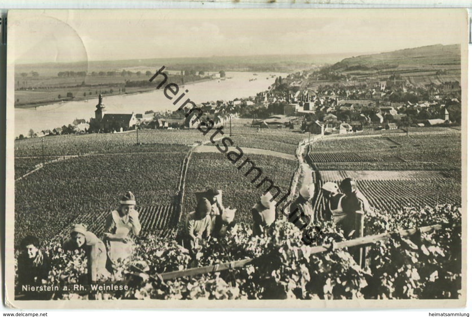 Nierstein - Weinlese - Foto-Ansichtskarte - Verlag Karl Herting Nierstein