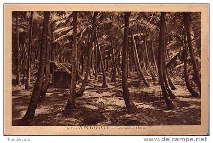CPA NOUVELLE CALEDONIE ILES LOYALTY **  COCOTERAIE A OUVEA
