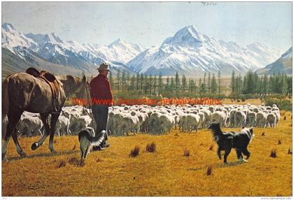 Glentanner Station - Mustering sheep - Mount Cook - Canterbury - New Zealand