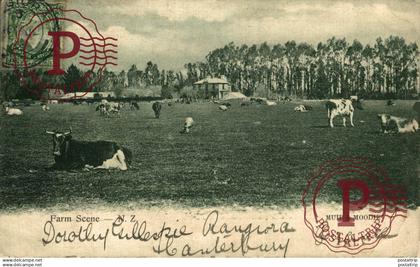 NUEVA ZELANDA. FARM SCENE.