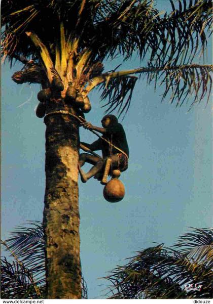 Afrique Noire - Afrique en Couleurs - 8495 - Récolte du vin de palme - CPM - Voir Scans Recto-Verso