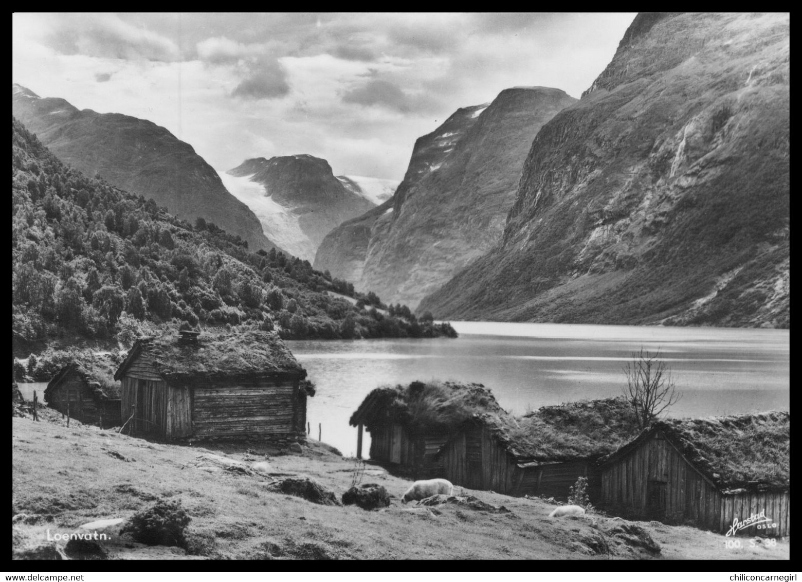 Noorwegen - Norway - Norge - Nordfjord - Norge - Loenvann - Loenvatn - Mouton - Photo HARSTAD