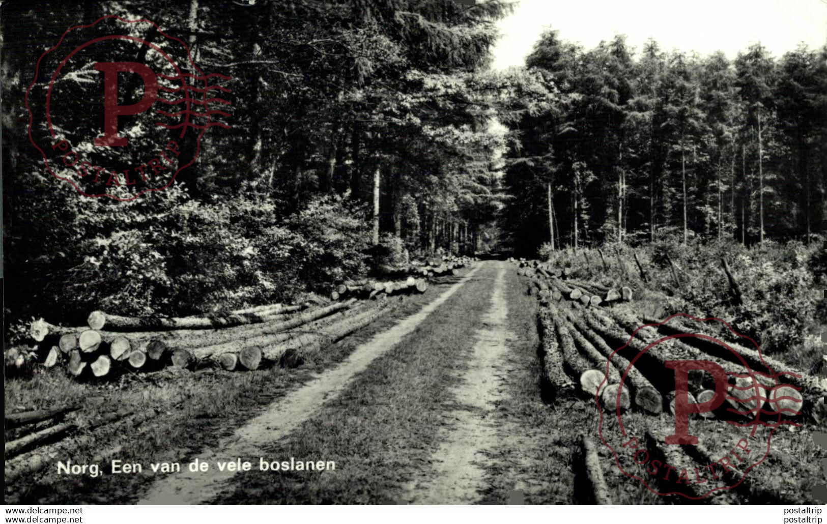 Norg Een van de vele boslanen  DRENTHE HOLLAND HOLANDA NETHERLANDS