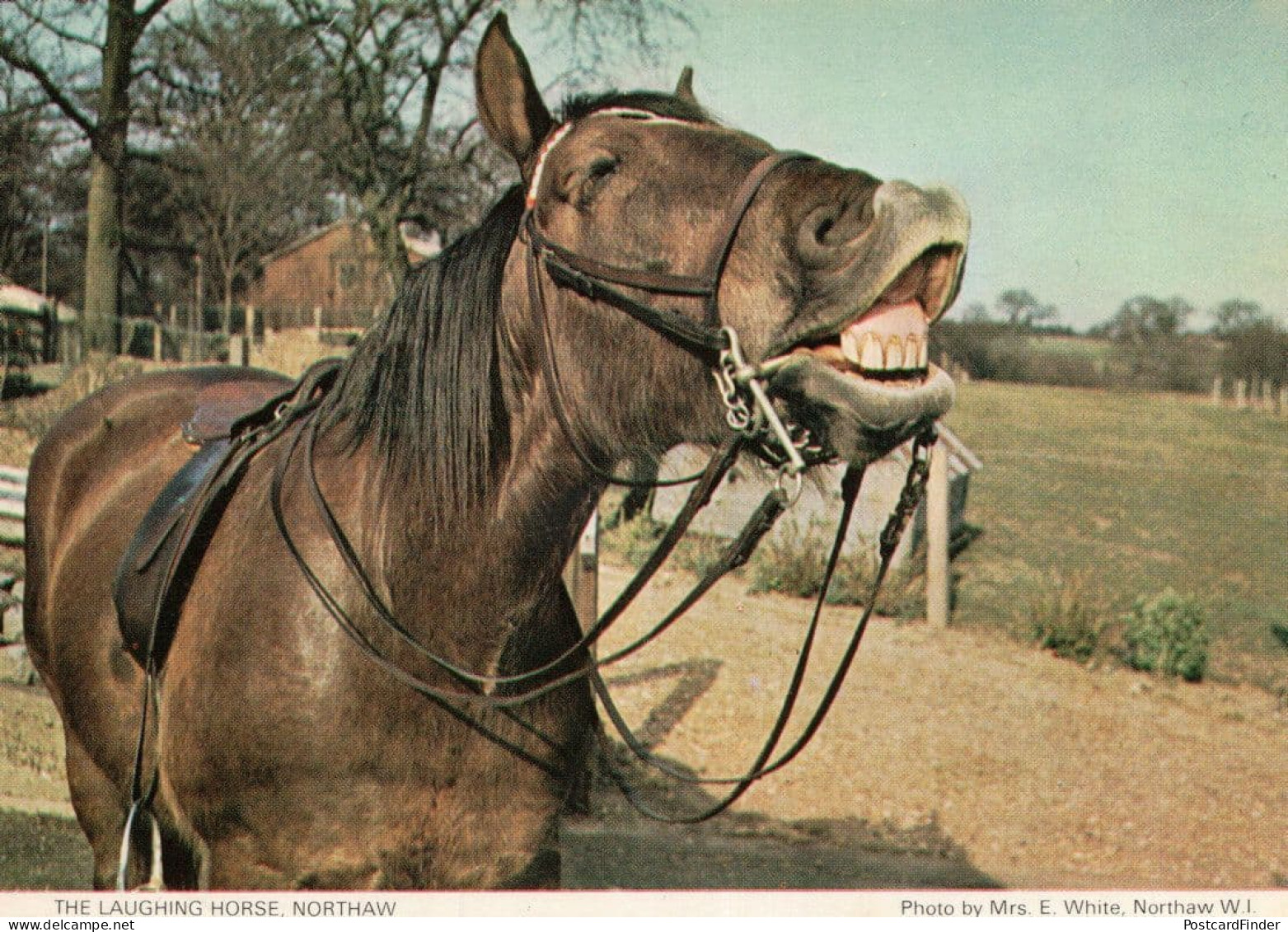 Northaw Laughing Horse Hertfordshire Postcard