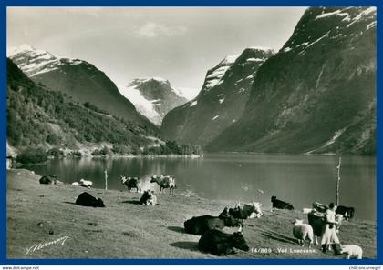 Noorwegen - Norway - Norge - Nordfjord - Ved Loenvann - Vaches - Moutons - Bergère - Edit. NORMANNS