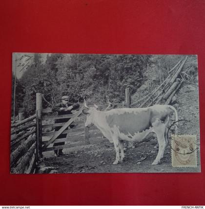 NORVEGE VACHE