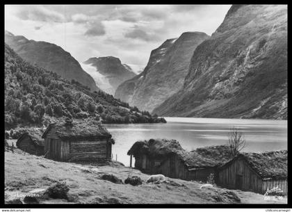 Noorwegen - Norway - Norge - Nordfjord - Norge - Loenvann - Loenvatn - Mouton - Photo HARSTAD