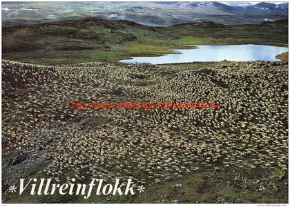 Villreinflokk - Norge Norway