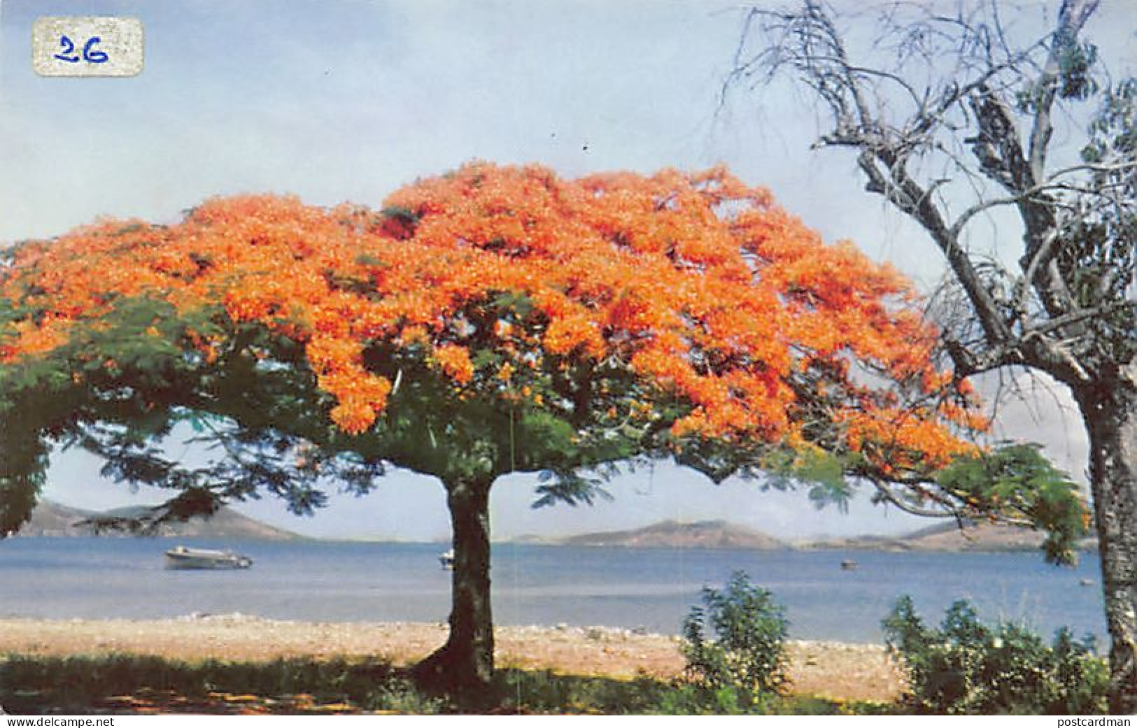 Nouvelle-Calédonie - Un flamboyant - Ed. Ets. Ballande C6147