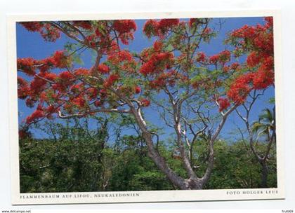 AK 051612 NEW CALEDONIA - Flammenbaum auf Lifou