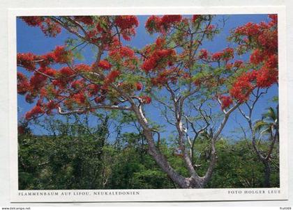 AK 211481 NEW CALEDONIA - Flammenbaum auf Lifou