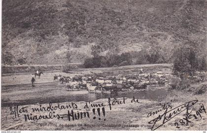 OCEANIE - NOUVELLE-CALEDONIE - Conduite du bétail en Nouvelle Calédonie (Passage d'une rivière)-(Cachet Paquebot au dos)