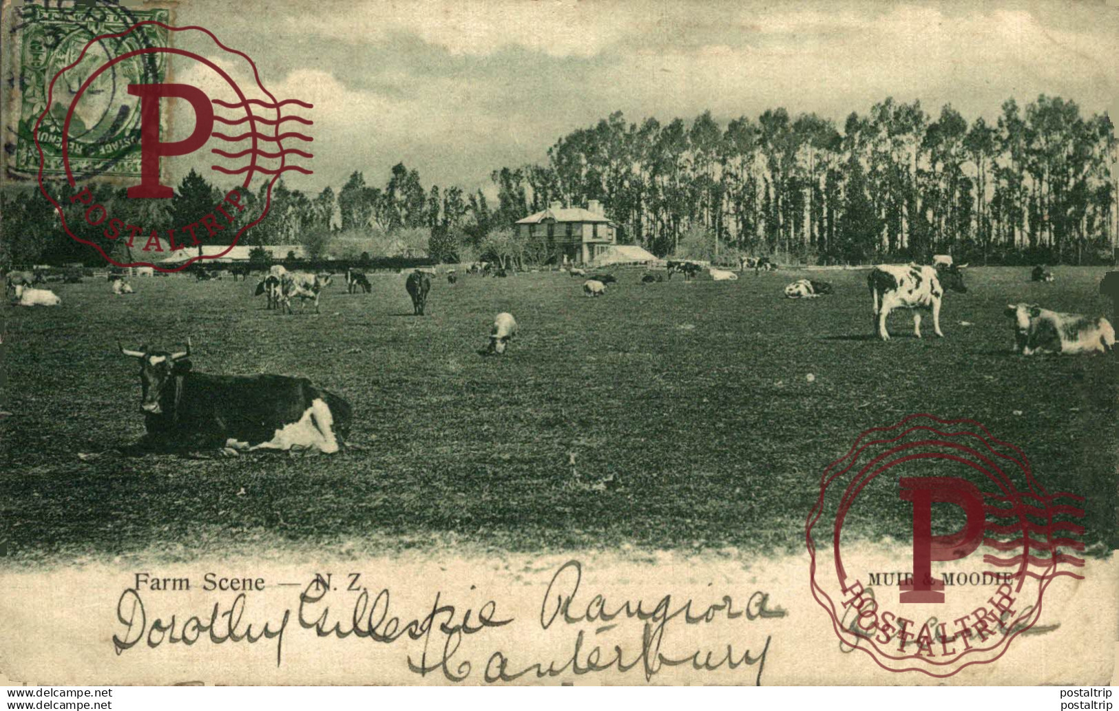 NUEVA ZELANDA. FARM SCENE.