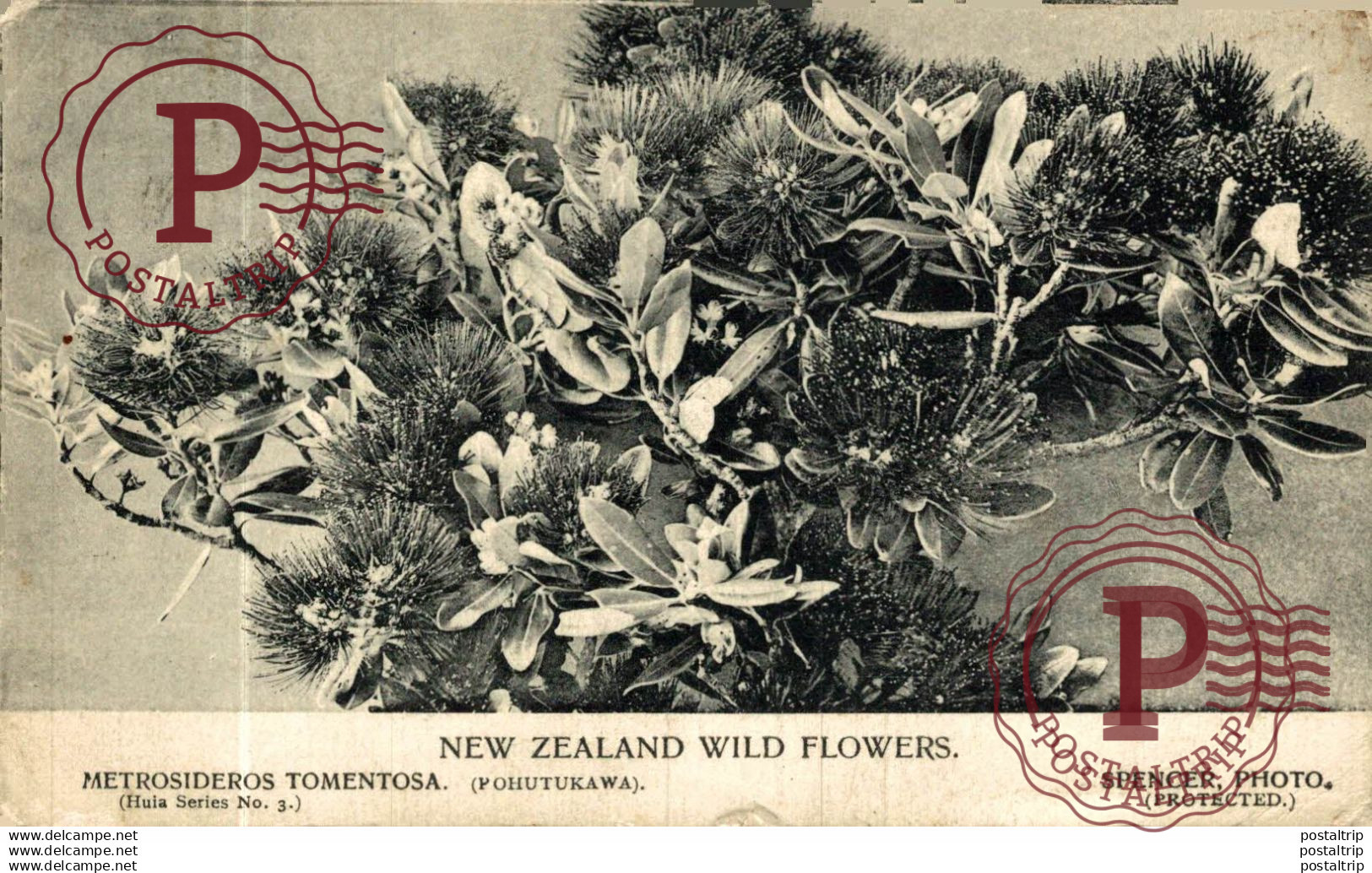 NUEVA ZELANDA // NEW ZEALAND. WILD FLOWERS.