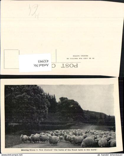 432993,New Zealand Neuseeland Droving Sheep Schafherde Schafe