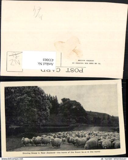 433003,New Zealand Neuseeland Droving Sheep Schafherde Schafe