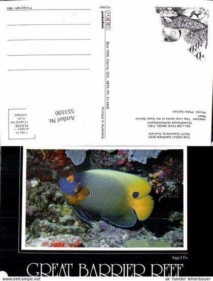 553100,Tiere Great Barrier Reef Australia Koralen Fisch Angel Fish