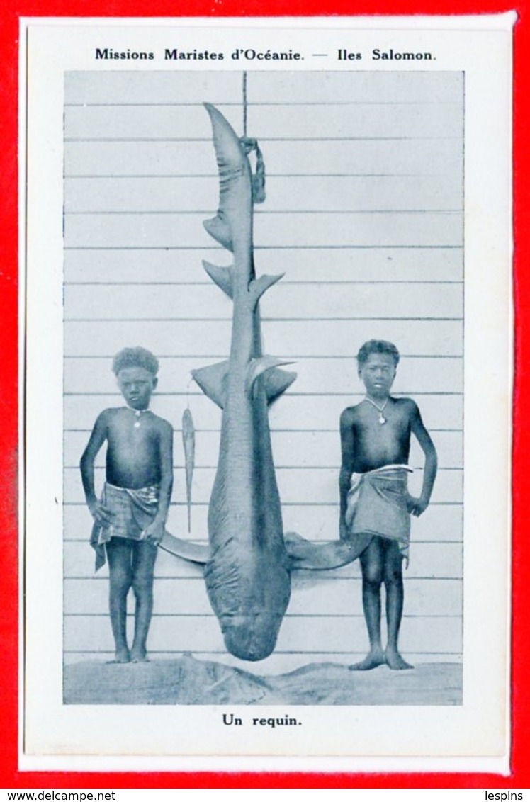 OCEANIE - ILES SALOMON -- Un requin