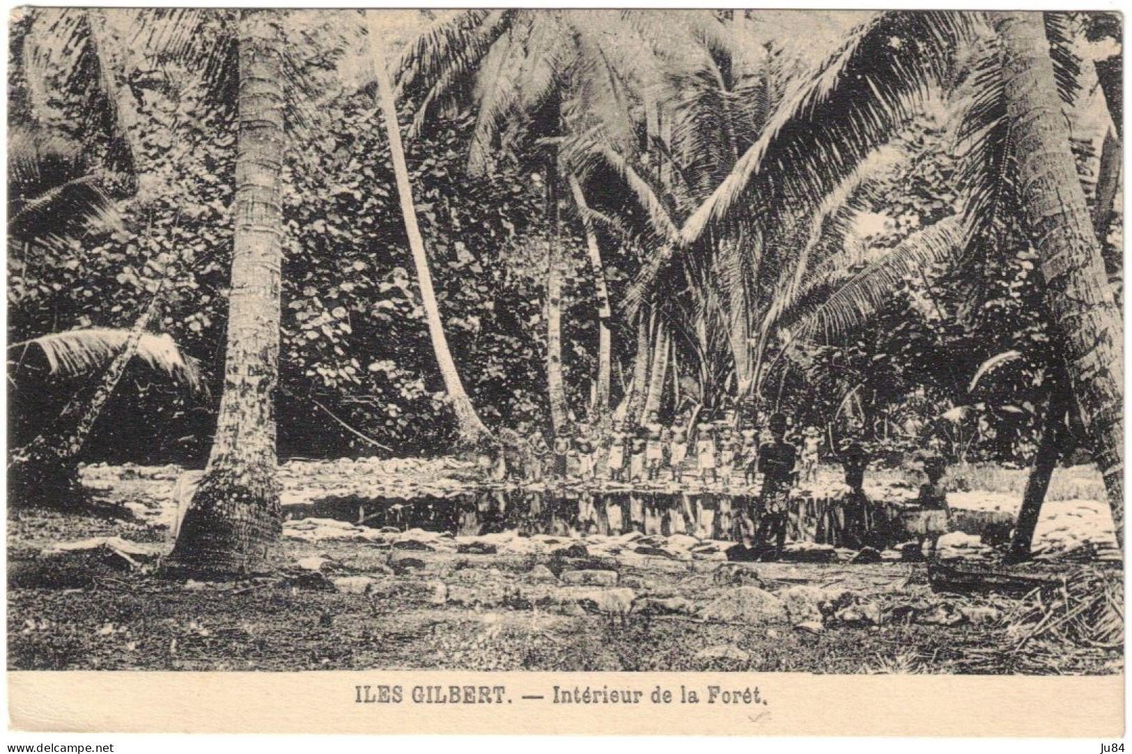 Océanie - Kiribati - Iles Gilbert - Intérieur de la Forêt - Carte Postale vierge