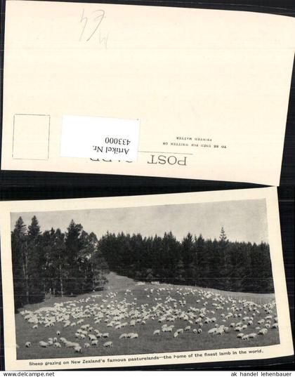 433000,New Zealand Neuseeland Sheep grazing on pasturelands Schafe Schafherde