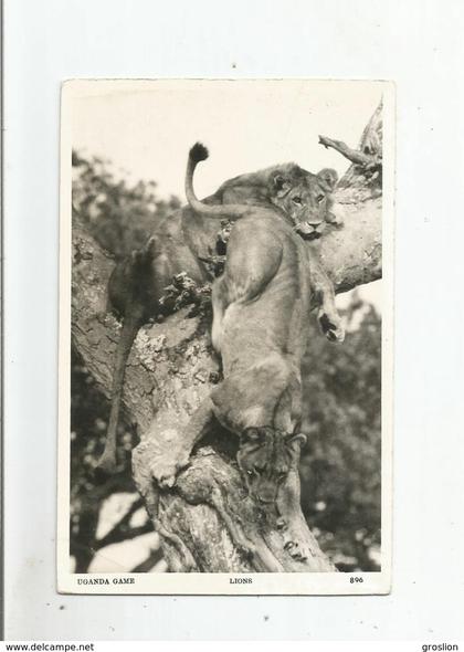 UGANDA GAME LIONS 896