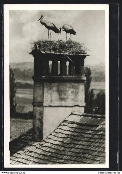 AK Jennersdorf, Storch Idyll, Nester auf Schornstein