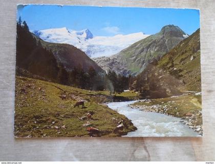 D147224 Austria   Matrei in Osttirol - Kesselkopf -Rainerhorn -vaches Kühe  - Cows
