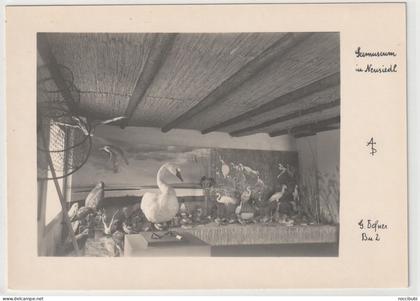 Neusiedl am See, Seemuseum