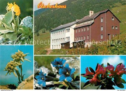 Lackenhof Gaming oetscherhaus Alpenflora