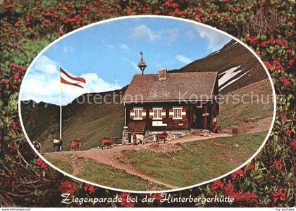 Sillian Tirol Ziegenparade bei der Hinterbergerhuette