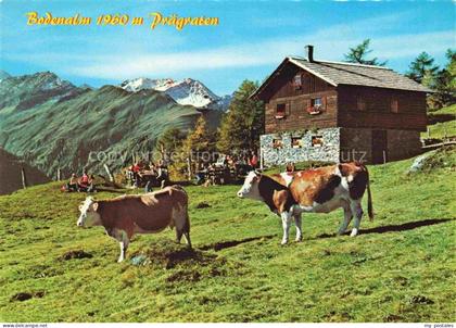 Praegraten Grossvenediger AT Bodenalm Stampflis Kopf