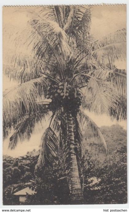 (2235) AK Belgisch Kongo, Mission St. Esprit, Palme 1924