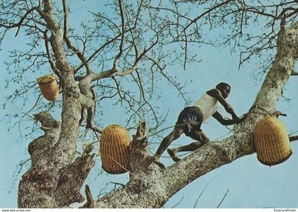 Guinea Tree Workers Climbers African Postcard