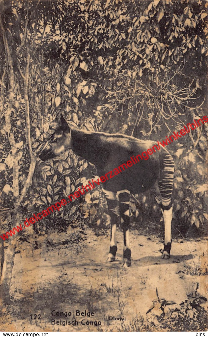 Okapi - Congo Belge Belgisch Kongo