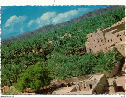 OMAN - Palm Trees in Nizwa