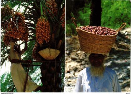 PC SULTANATE OF OMAN, DATE HARVEST, REAL PHOTO POSTCARD (b16351)