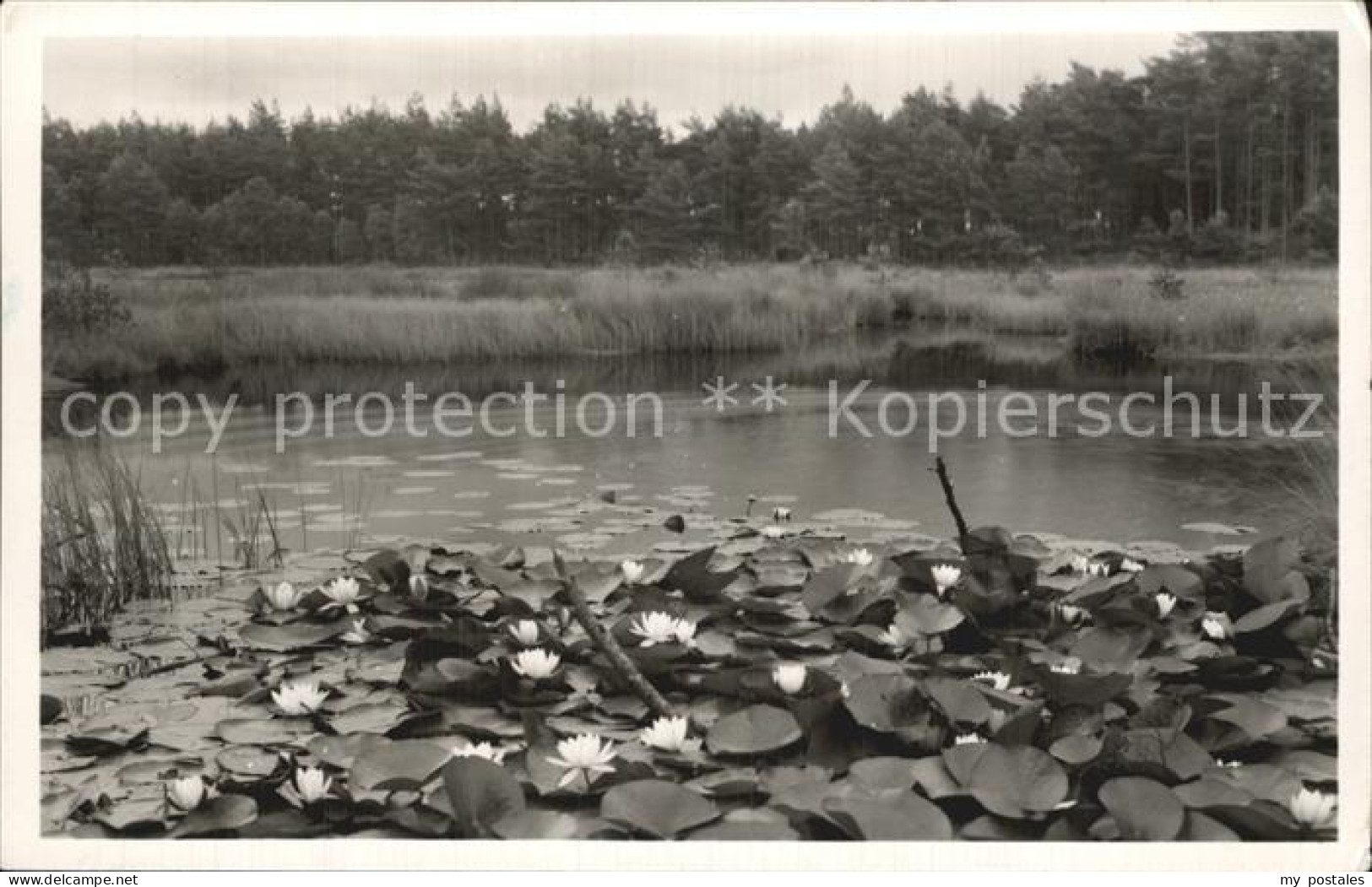 Ommen Overijssel Een der Besthmenermeertjes Seerosen