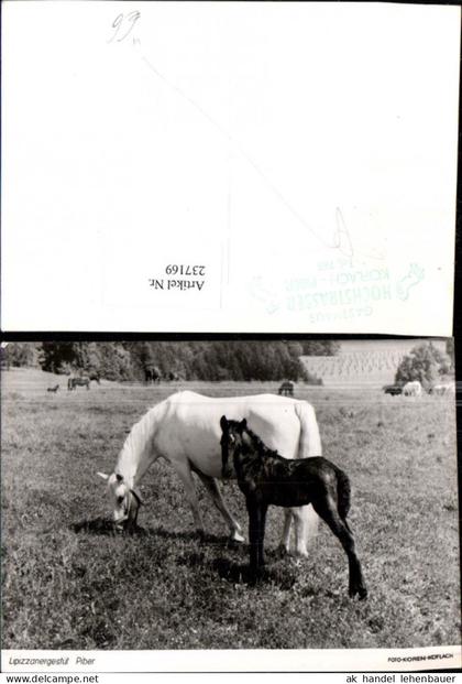 237169,Köflach Piber Lipizzanergestüt Pferde