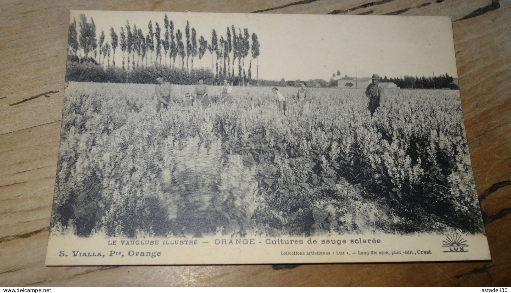 ORANGE : cultures de sauge sclarée ................ 17053d