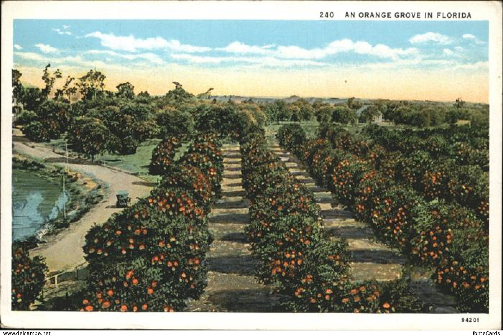 Orange Groves