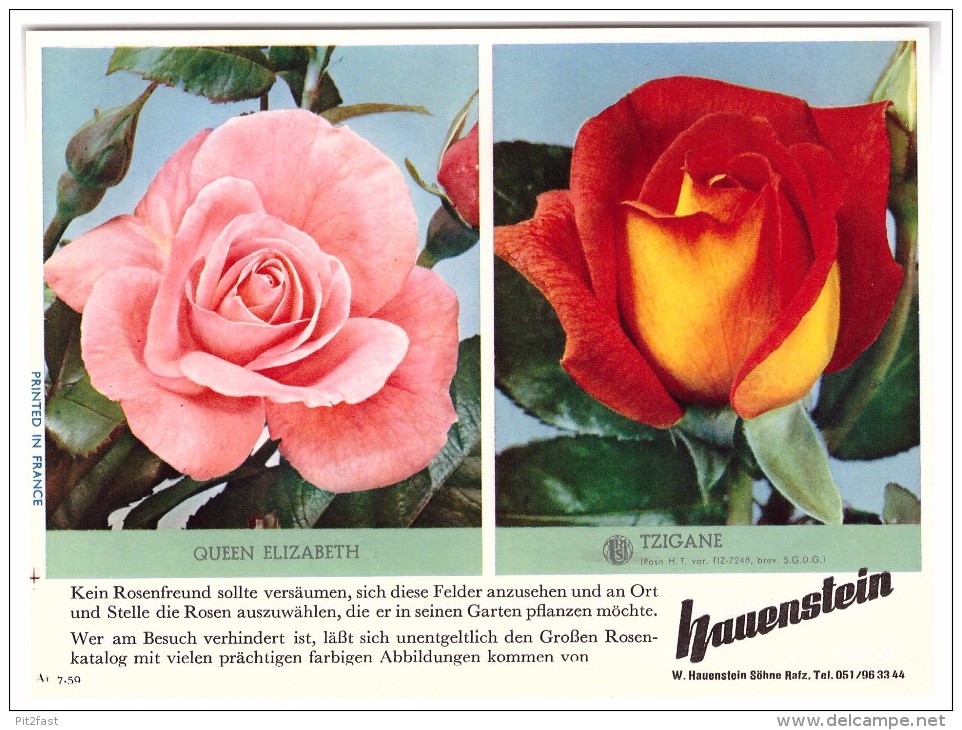 original Werbung / Reklame - 1959 - Rosen , W. Hauenstein in Rafz , Blumen , Blumenhaus  !!!