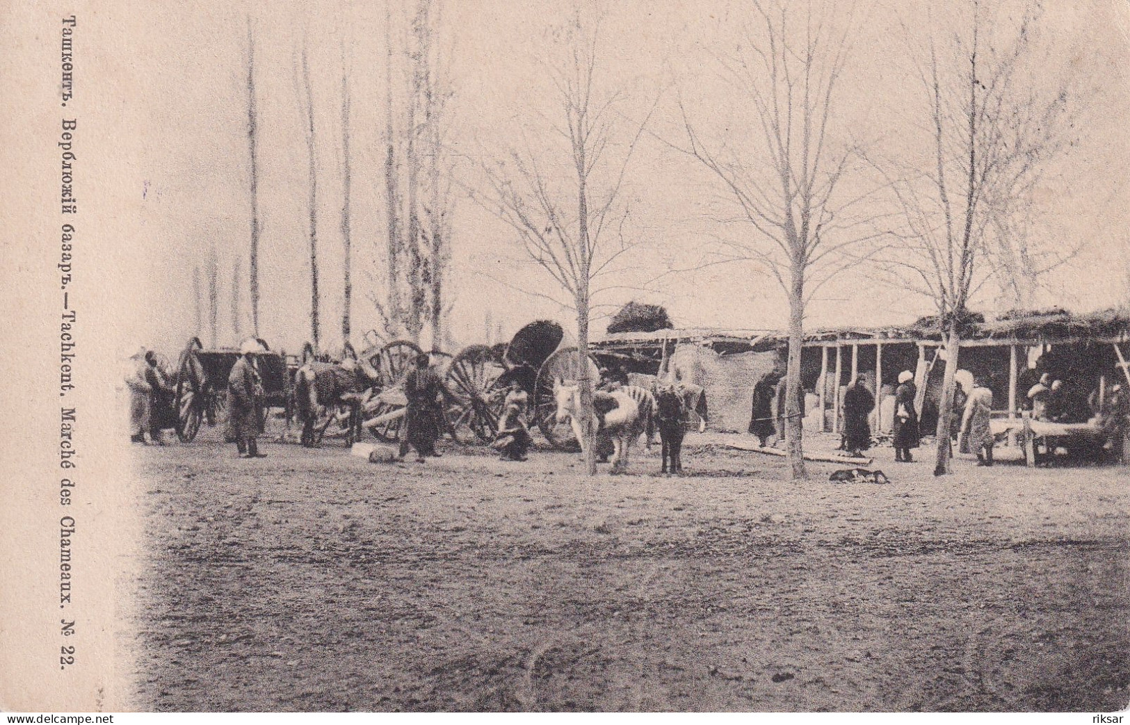 OUZBEKISTAN(TACHKENT) TYPE(MARCHE DE CHAMEAUX)
