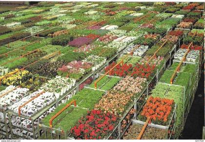 CP AALSMEER -world flower centre